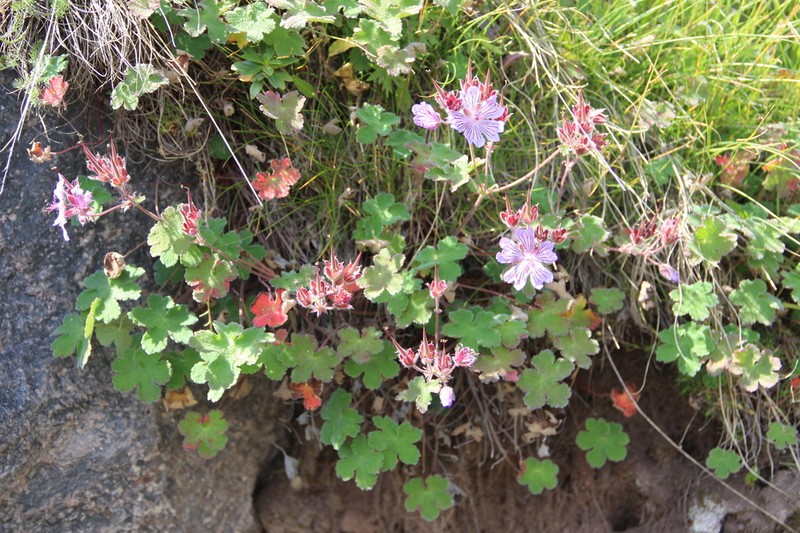 Geranium renardii photo 2