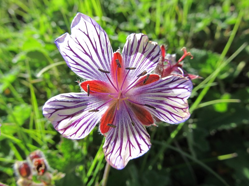 Geranium renardii photo 3
