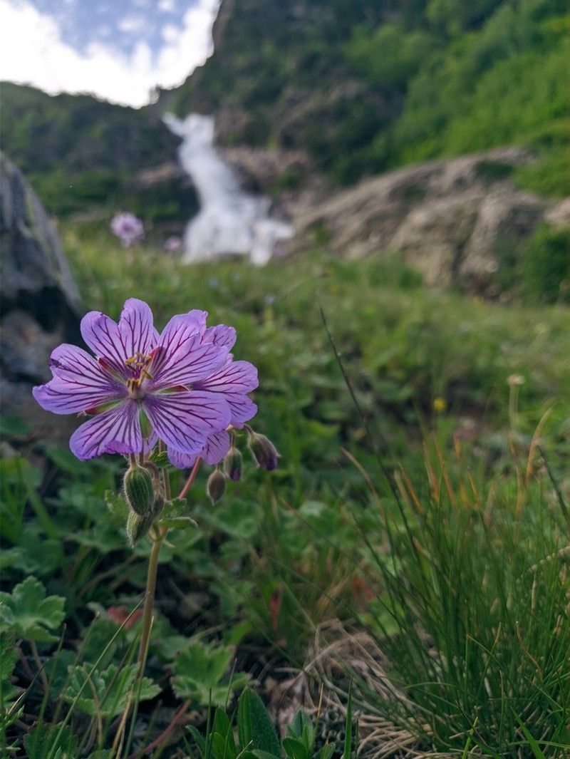 Geranium renardii photo 4