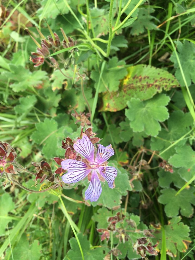 Geranium renardii photo 5
