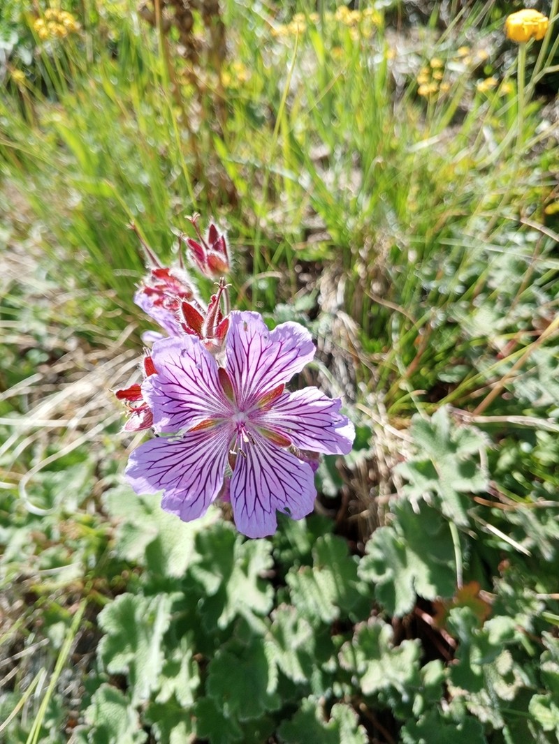 Geranium renardii photo 6