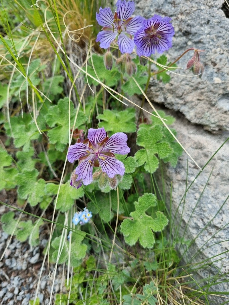 Geranium renardii photo 7