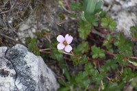 Geranium renifolium