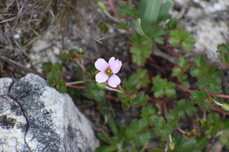 Geranium renifolium