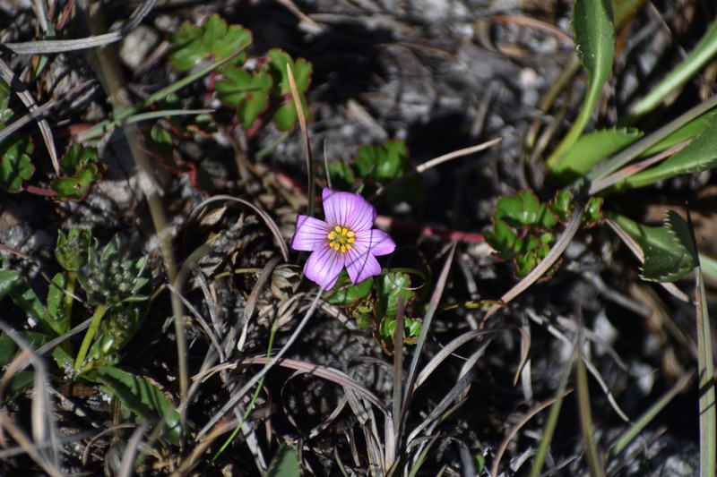 Geranium renifolium photo 2