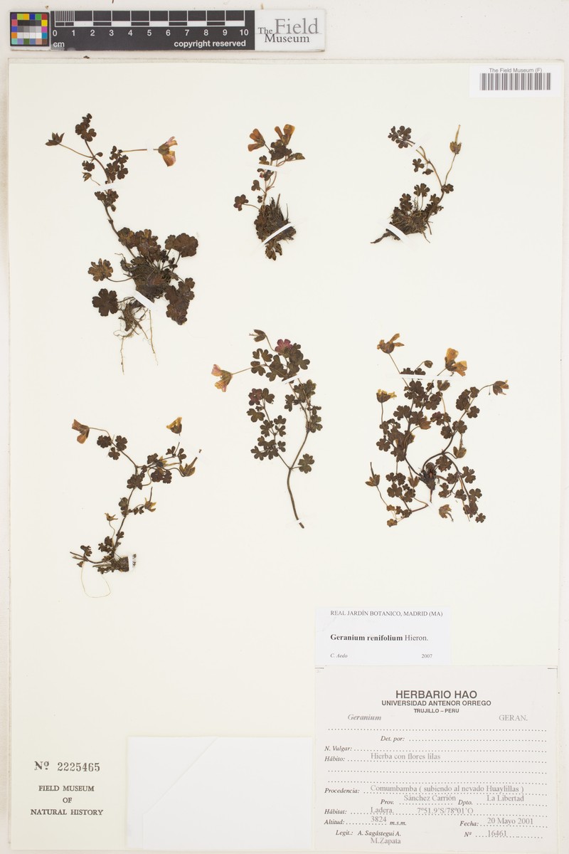 Geranium renifolium photo 3