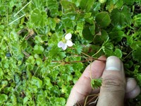 Geranium reptans