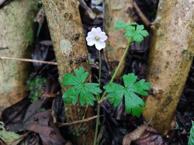 Geranium reptans photo 2