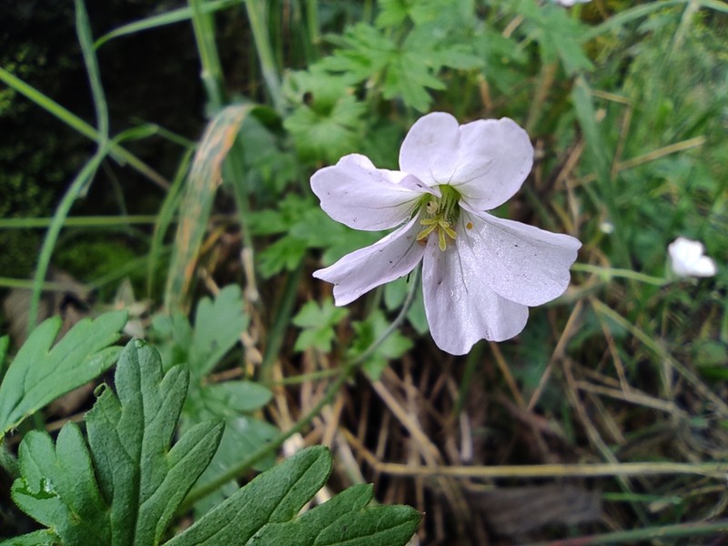 Geranium reptans photo 3
