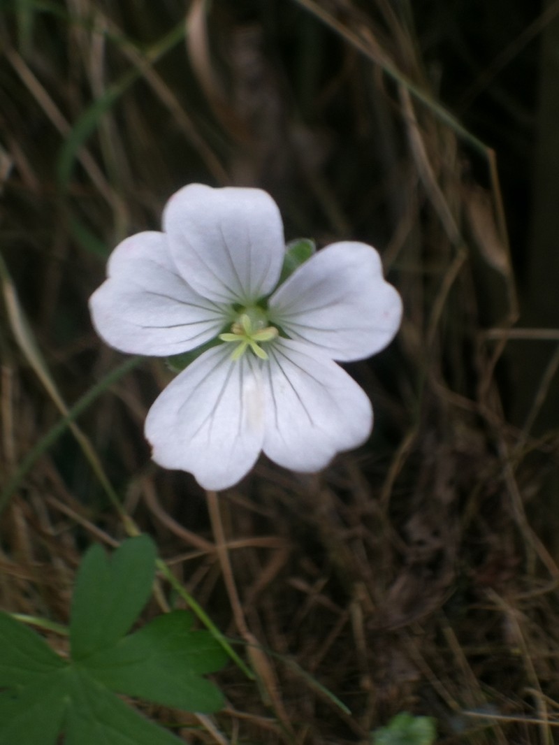Geranium reptans photo 4