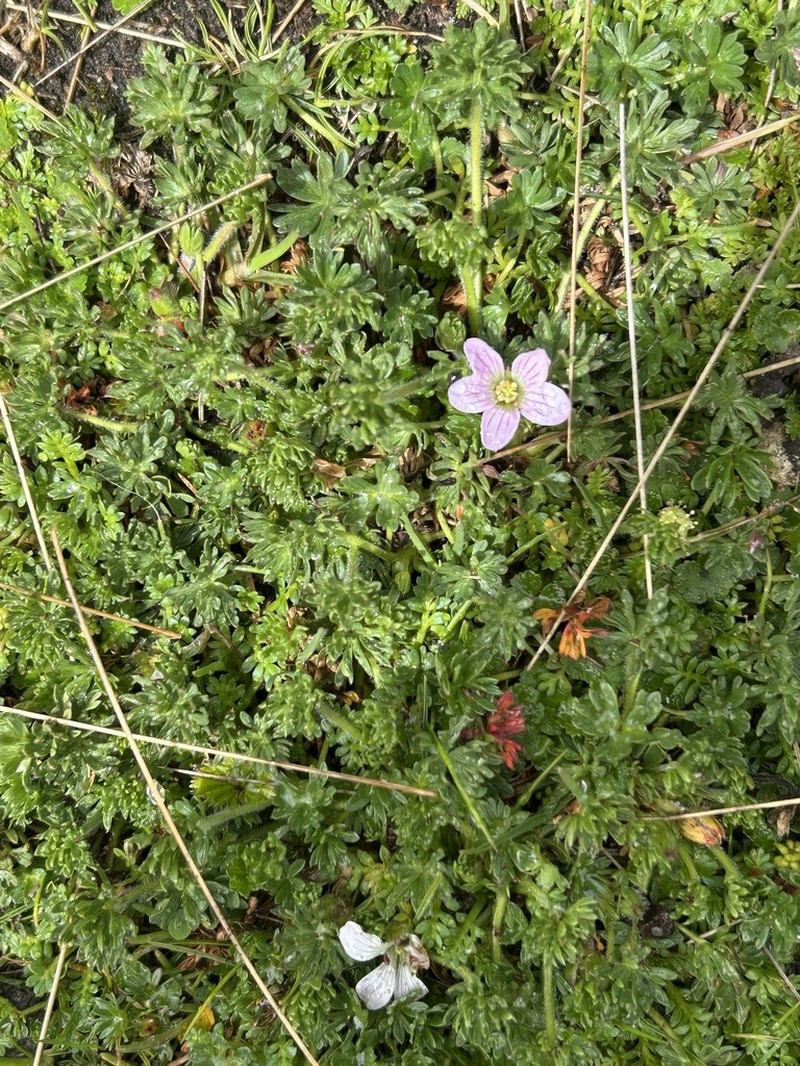 Geranium reptans photo 5