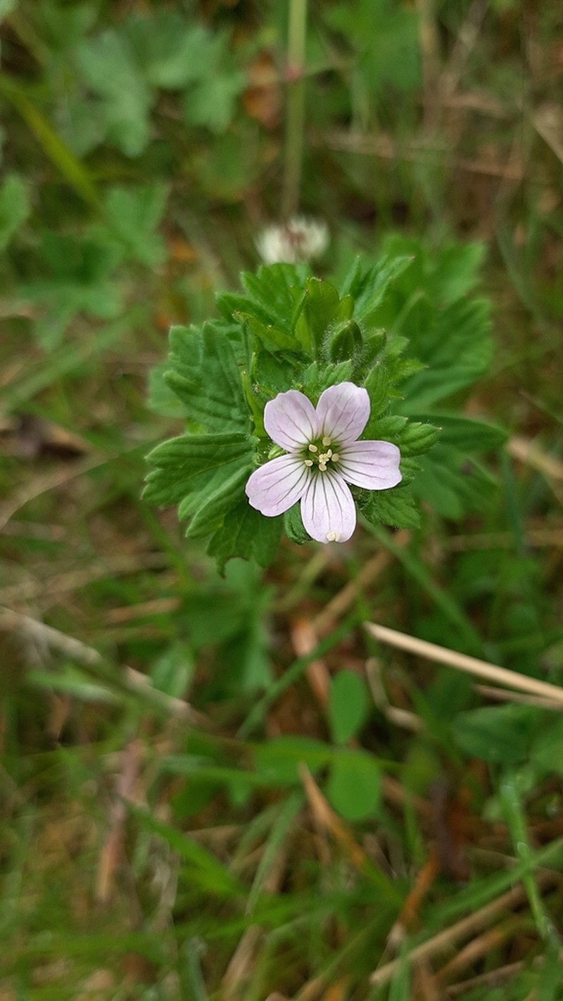 Geranium reptans photo 6