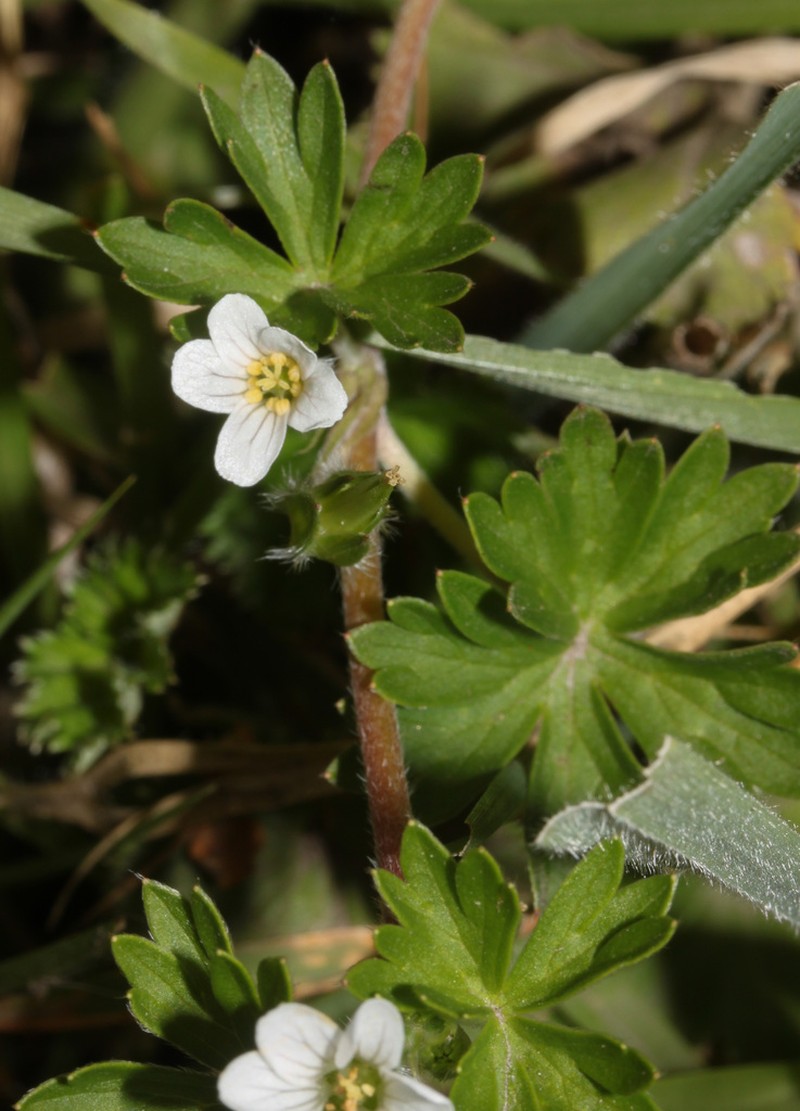 Geranium reptans photo 7
