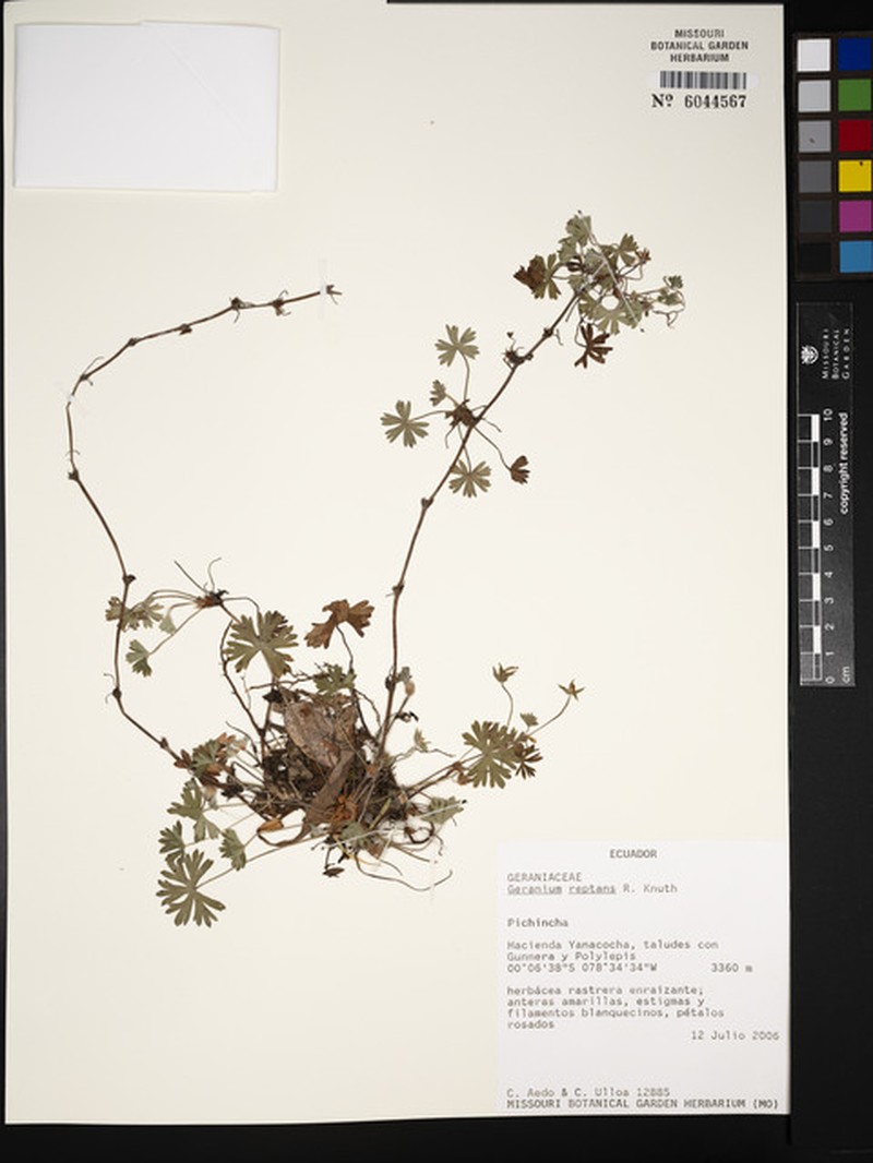 Geranium reptans photo 8