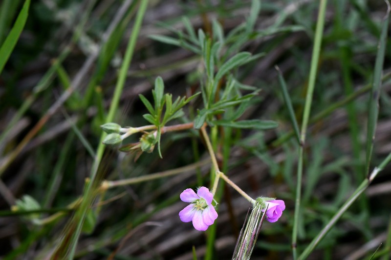 New Zealand Geranium photo 2