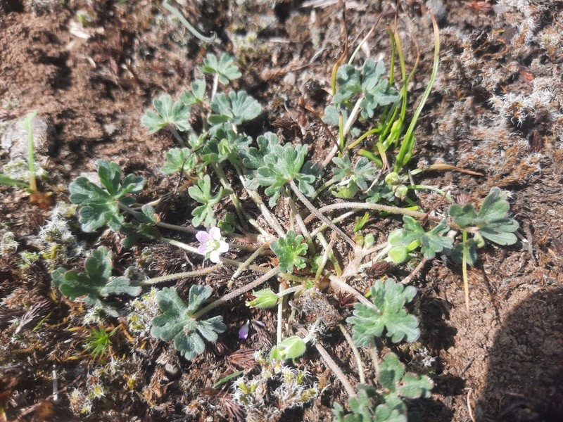 New Zealand Geranium photo 3