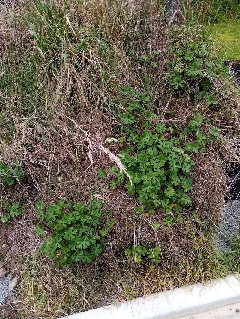 New Zealand Geranium photo 5