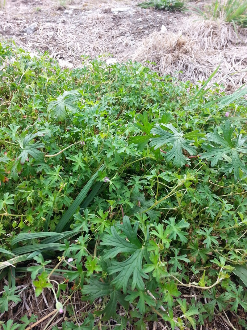 New Zealand Geranium photo 6