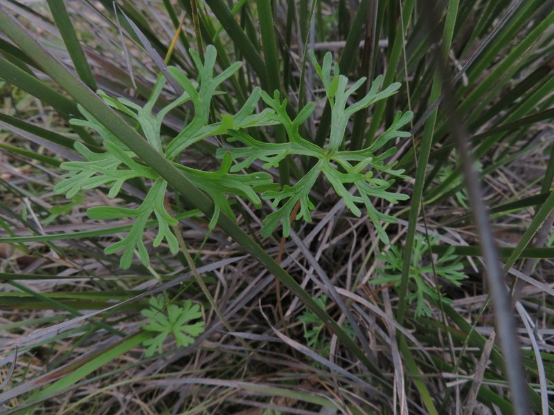 New Zealand Geranium photo 7