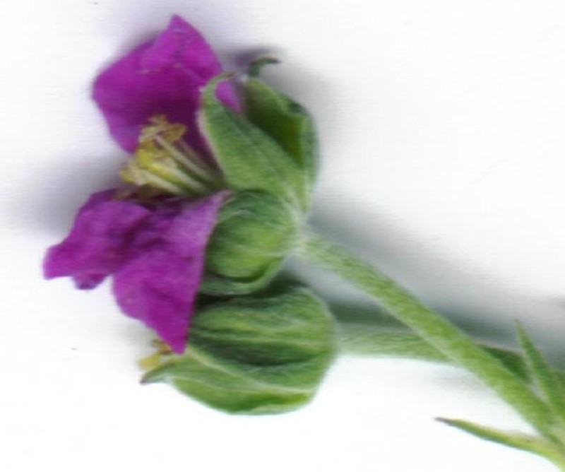 New Zealand Geranium