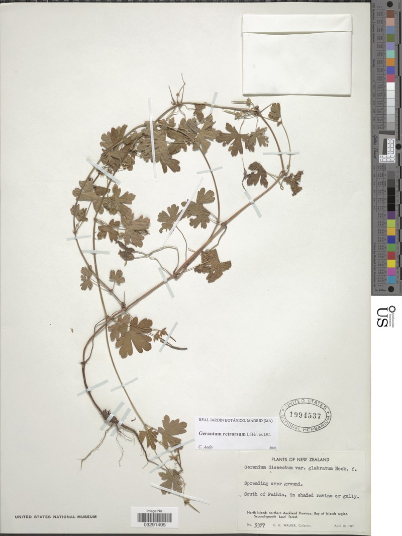 New Zealand Geranium photo 2