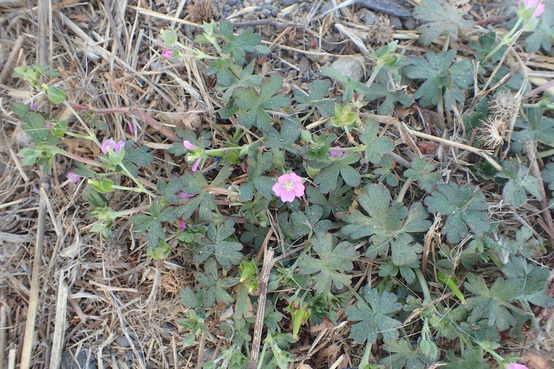 New Zealand Geranium photo 3