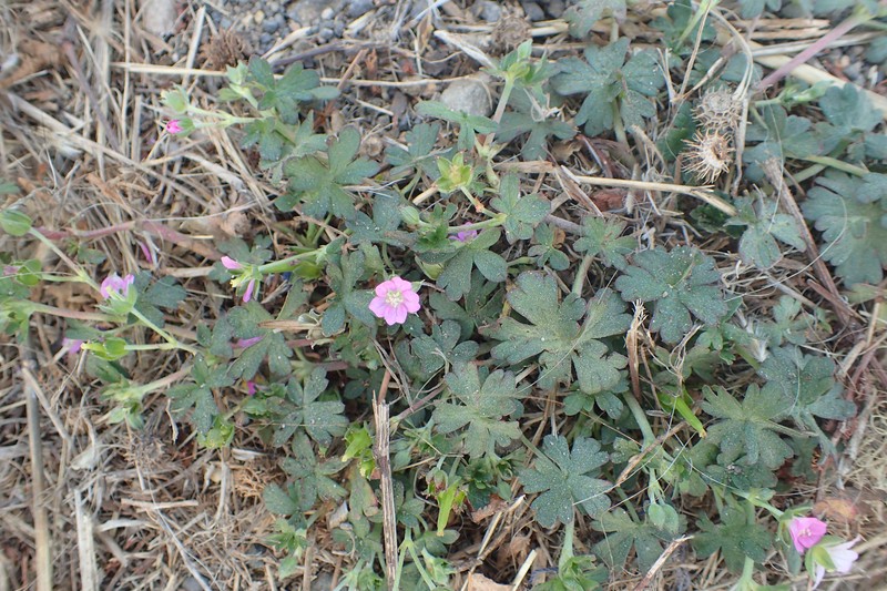 New Zealand Geranium photo 4