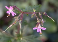 Geranium reuteri