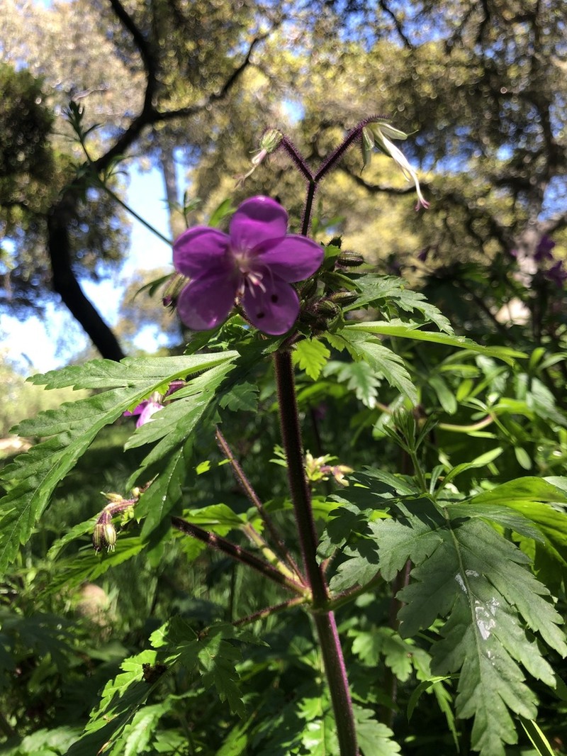 Geranium reuteri photo 2