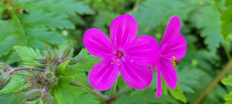 Geranium reuteri photo 3