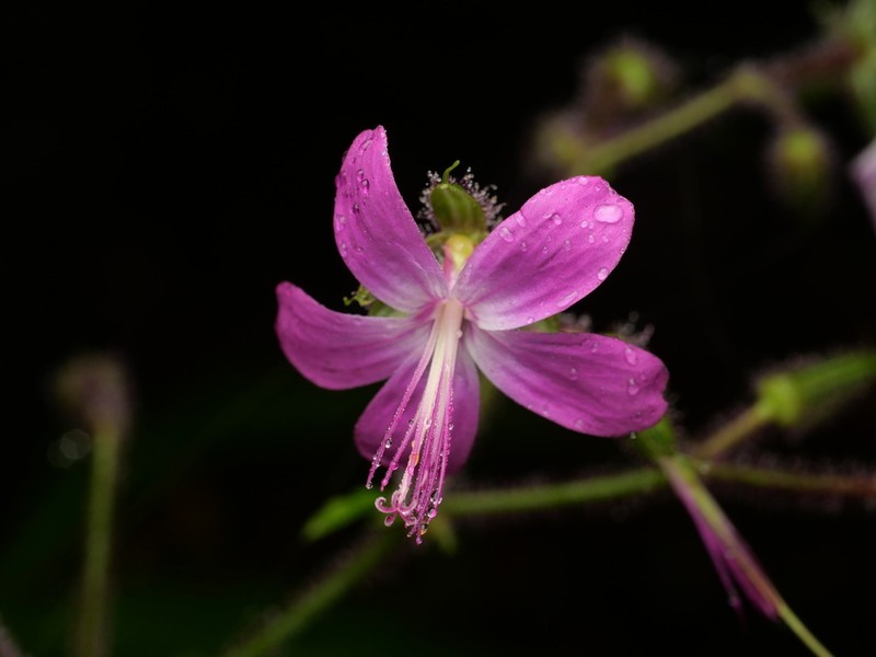 Geranium reuteri photo 4