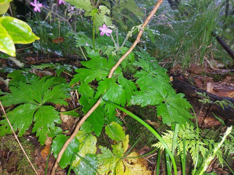 Geranium reuteri photo 5