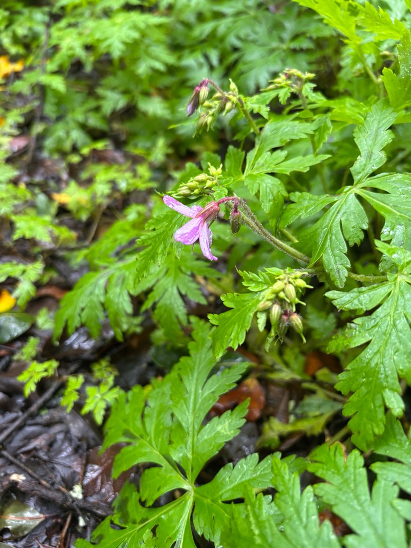 Geranium reuteri photo 6