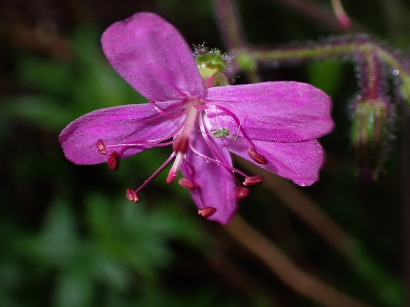Geranium reuteri photo 7