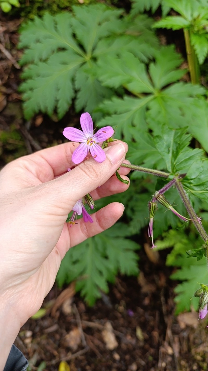 Geranium reuteri photo 8