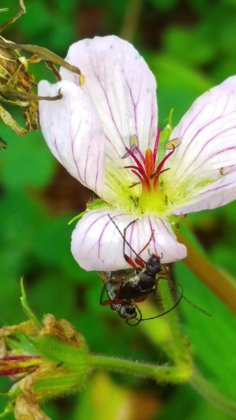 Richardson's Geranium