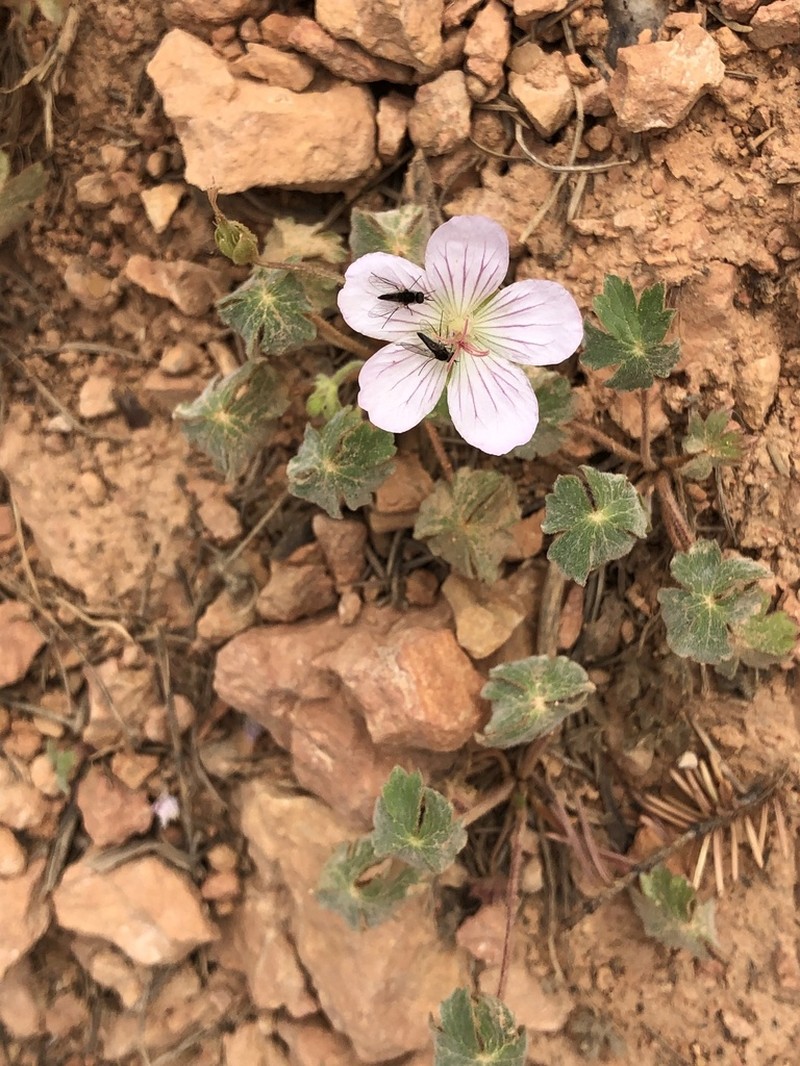 Richardson's Geranium photo 2