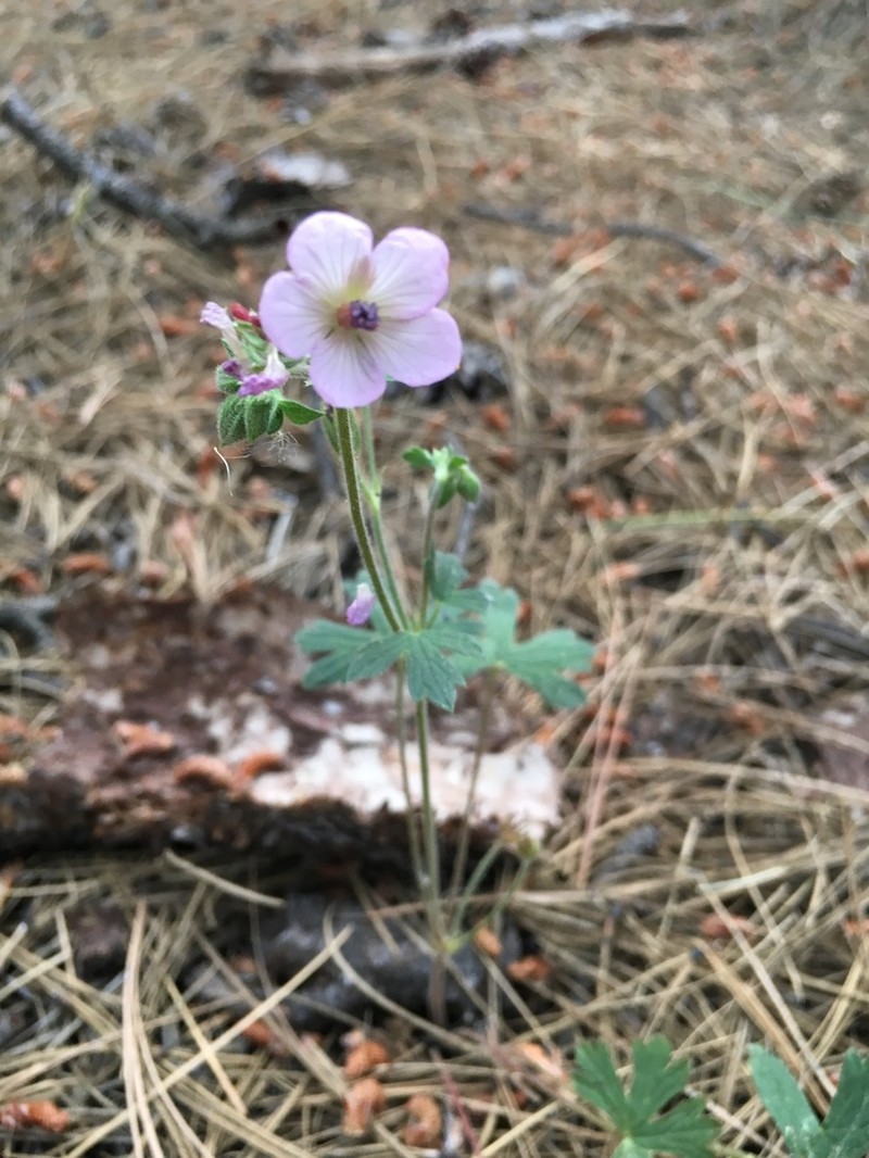 Richardson's Geranium photo 3