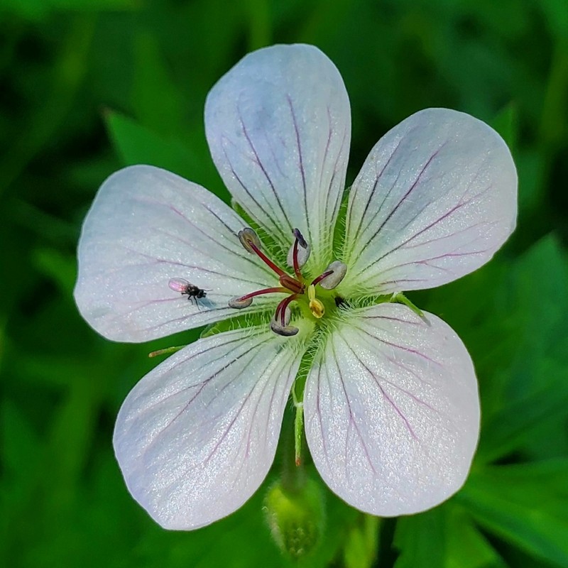 Richardson's Geranium photo 4