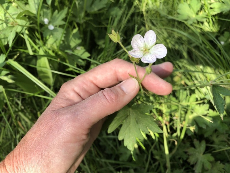 Richardson's Geranium photo 5