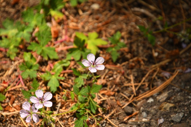Richardson's Geranium photo 6