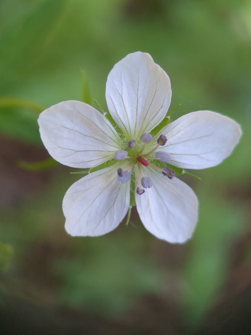 Richardson's Geranium photo 7