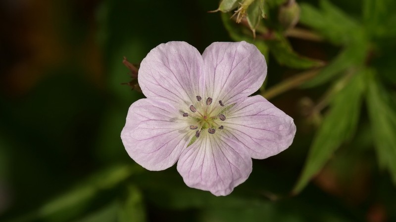 Richardson's Geranium photo 8