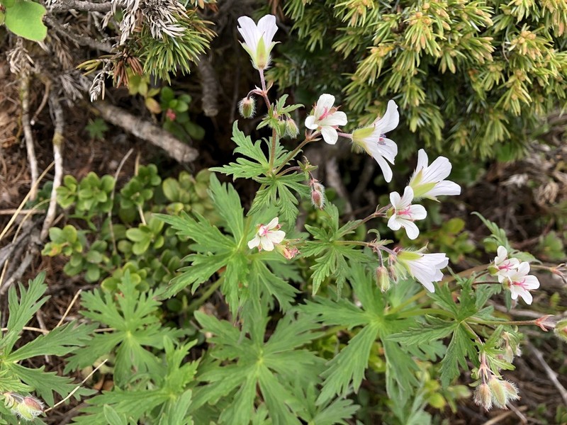 Geranium rivulare