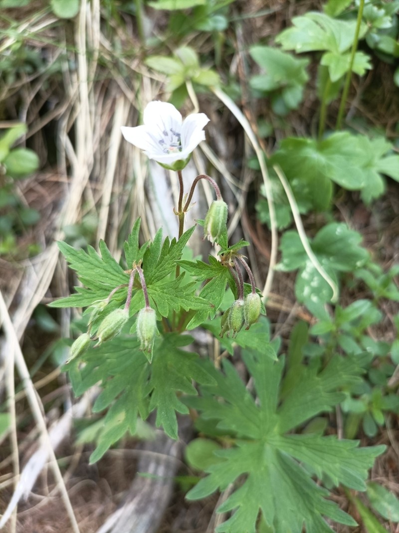 Geranium rivulare photo 2