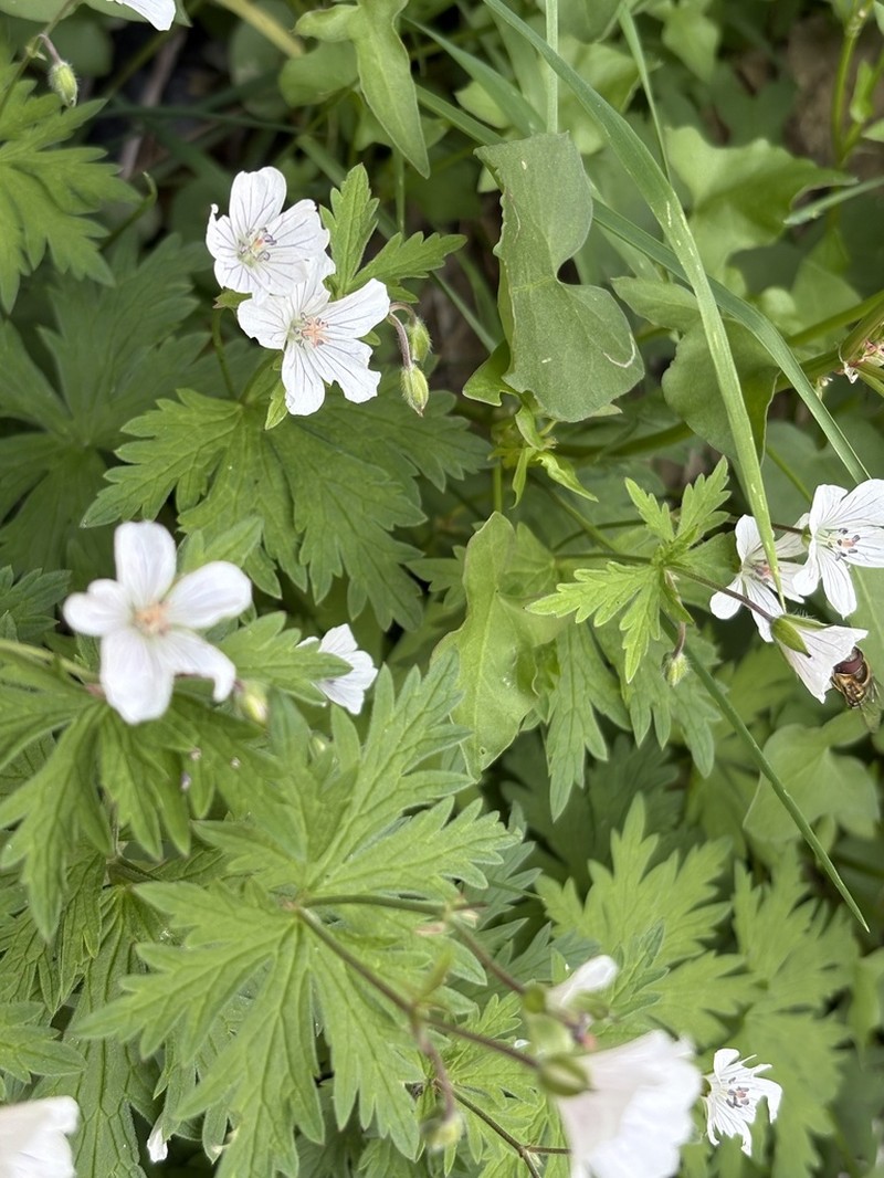 Geranium rivulare photo 3
