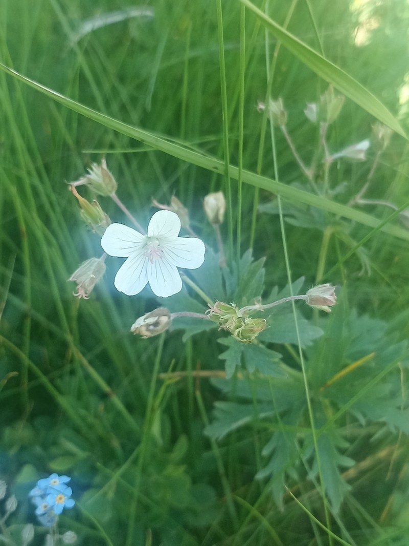 Geranium rivulare photo 4
