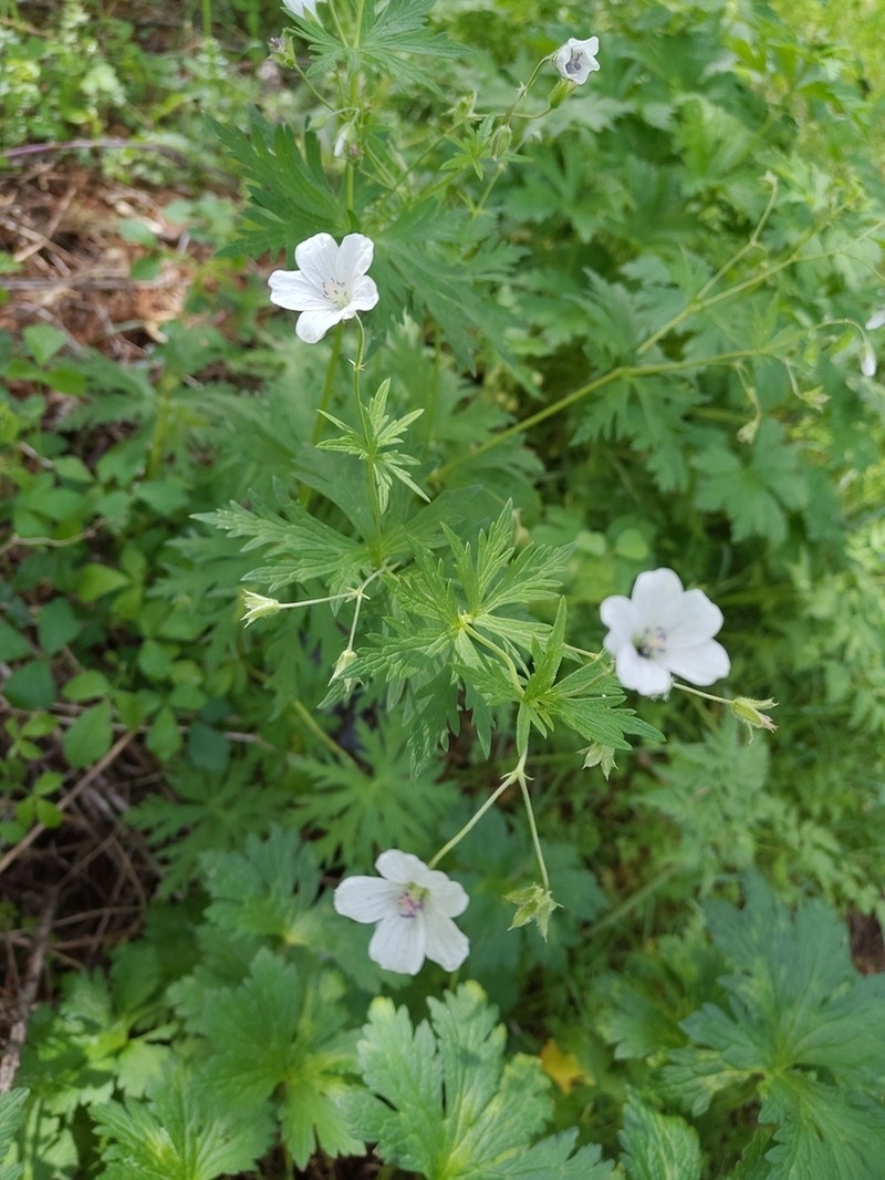 Geranium rivulare photo 5
