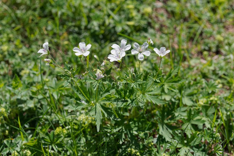 Geranium rivulare photo 6
