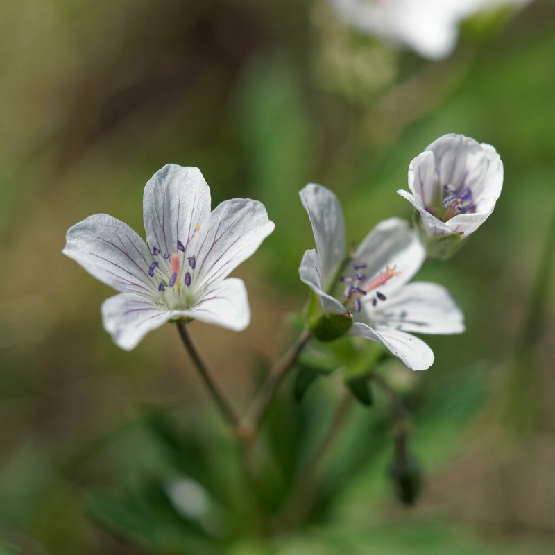 Geranium rivulare photo 7